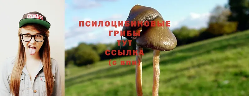 Галлюциногенные грибы Magic Shrooms  наркота  Губкин 